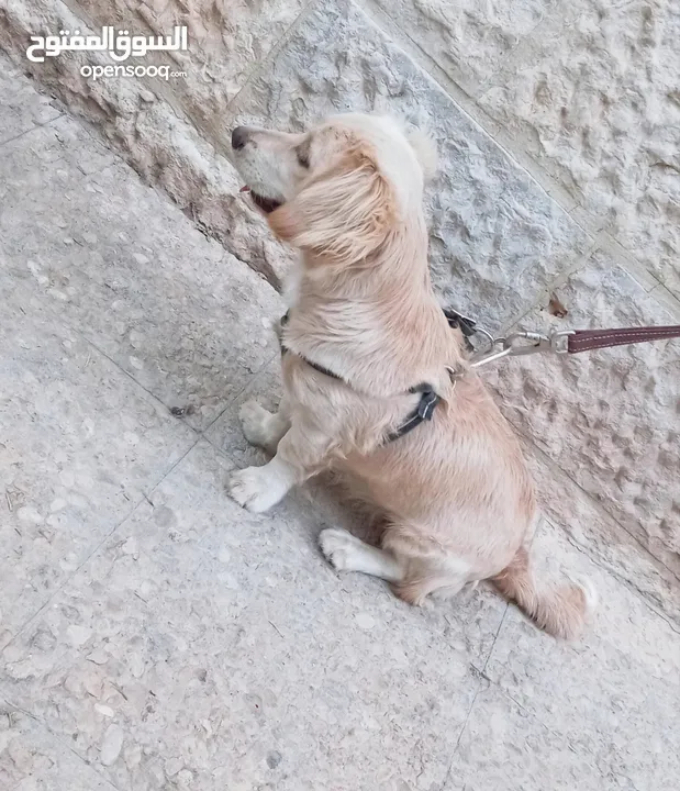 كلب كوكر سبانييل انثى عمرها 6أشهر لعوبة ذكية كيووووت لونها كابتشينو حلوووو حجم ميني للبيع