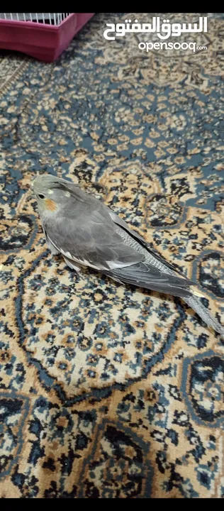 ببغاء كوكتيل حبشي مع قفص كبير
