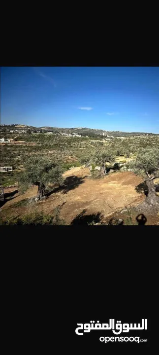 قطعه ارض للبيع في منطقه رنتيس مساحه 8دونم كوشان طابو سلطه  تصنيف الف للبيناء