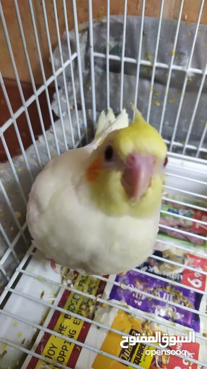 2 hand-feeding cockateil chicks tamed and friendly