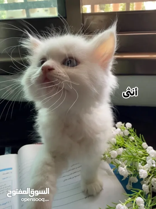 اربع قطط مكس هملايا وشيرازي انغورا للبيع :)