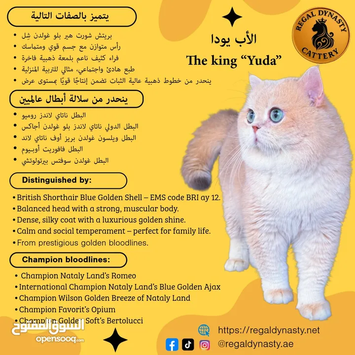 High-level British Shorthair kittens with pedigree