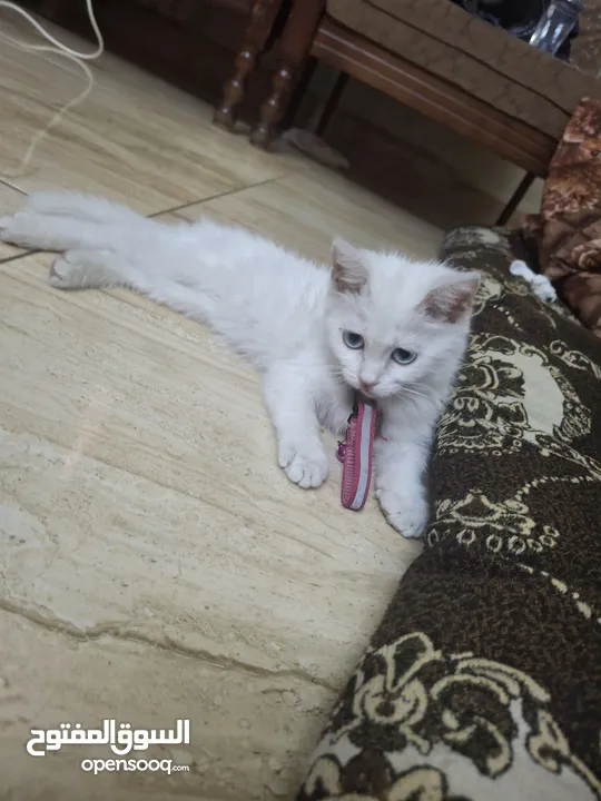 قط للبيع لعوب وحنون