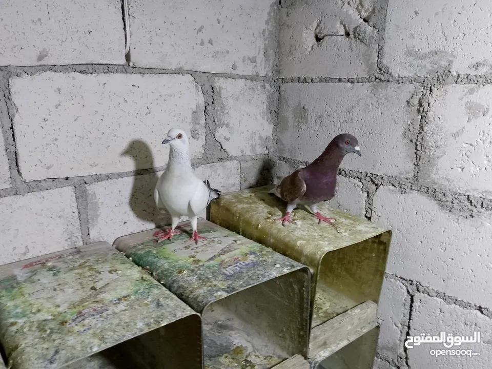 جواز حمام شغلات ميه بل ميه