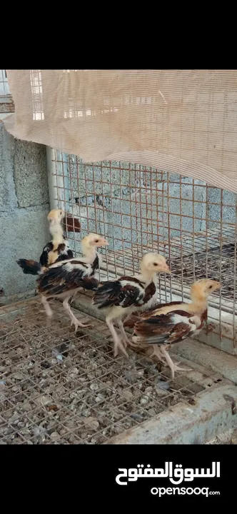 بيع دجاج باكستاني عدد 5