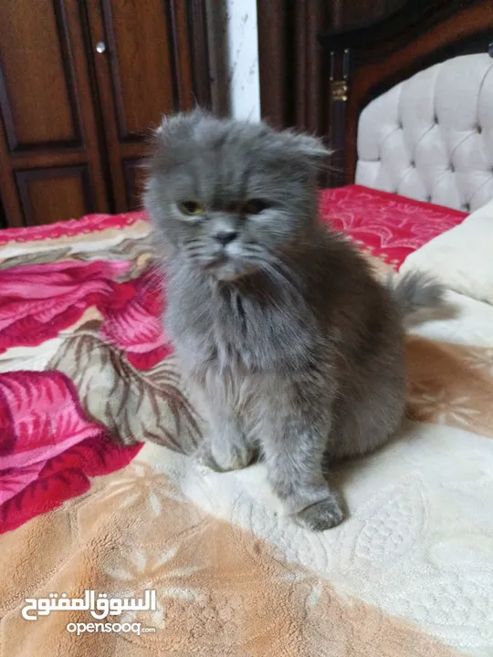 قطه سكوتش فولد لون سكني للبيع بسعر مغري جدا للتواصل  القطه اكتير الاليفه وهاديه