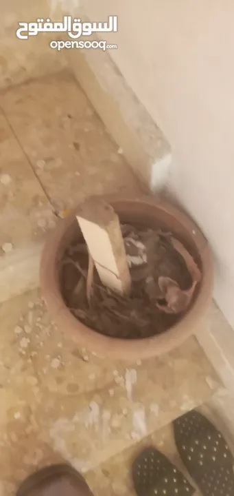 قوارير زراعه مع التربه للبيع