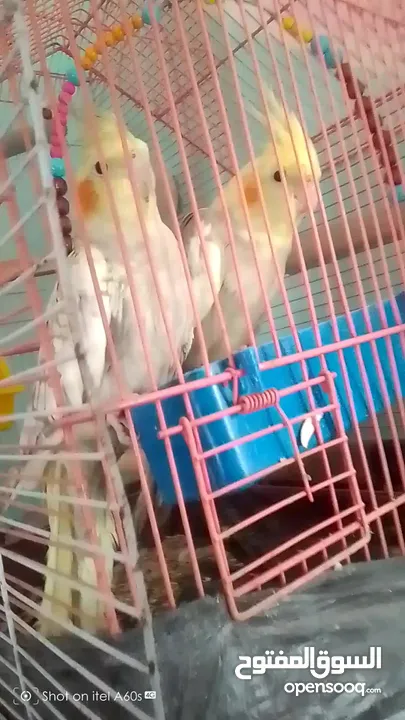 عصفير كوكتيل للبيع