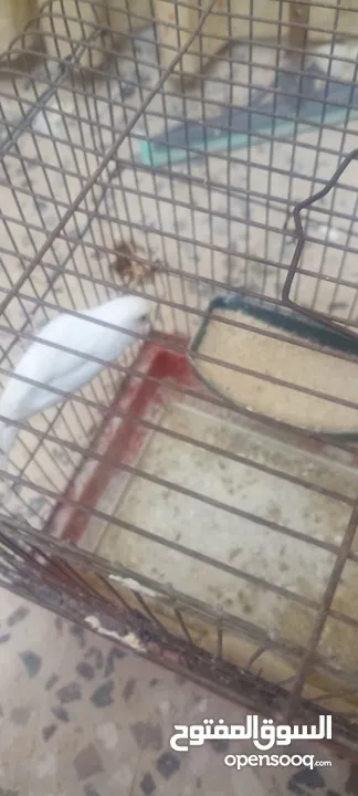 طيور روز وفشر وحب القراء الوصف تفاصيل اسعار حرق⁦ zzzzzzzzzzzzzzzzxxxxxxxxxxhbbbnnnbbbbbbbbbbbbbbbbbb