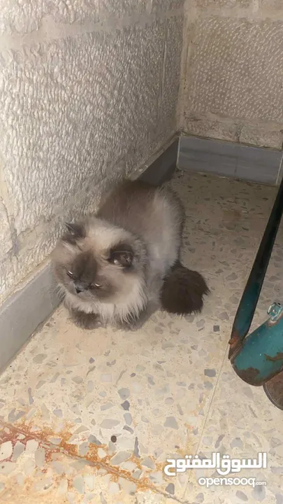 للبيع هملايا العمر سنه سعر 40 دينار