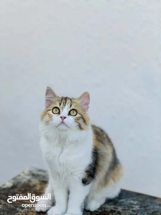 Female cat