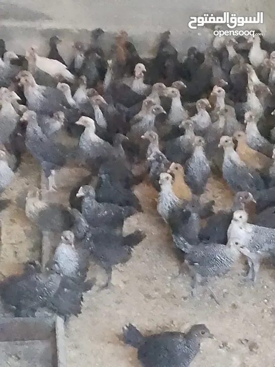 فرخات دجاج عمر شهر ونص