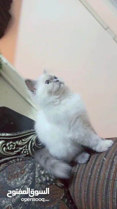 انثى شيراز هملايا عمر شهرين وذكر هملايا اورانج عمر 3شهور