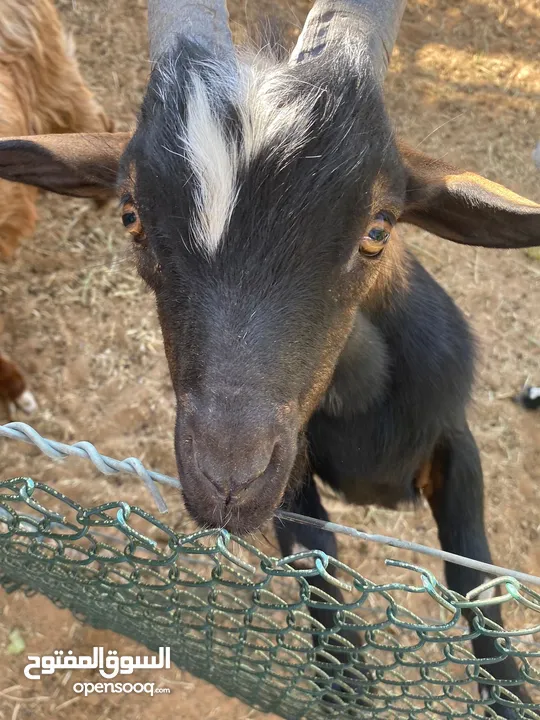 ماعز قزم ذكر   Male Pygmy Goat