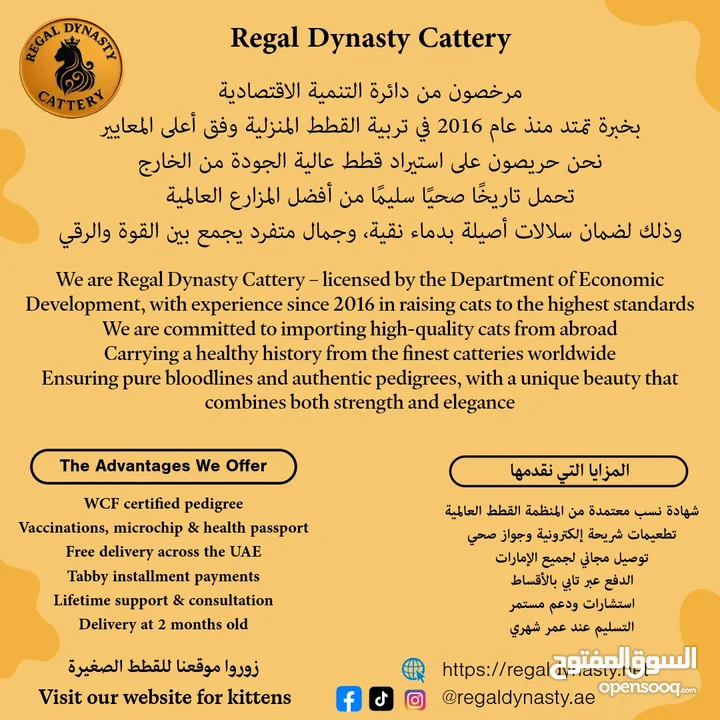 High-level British Shorthair kittens with pedigree