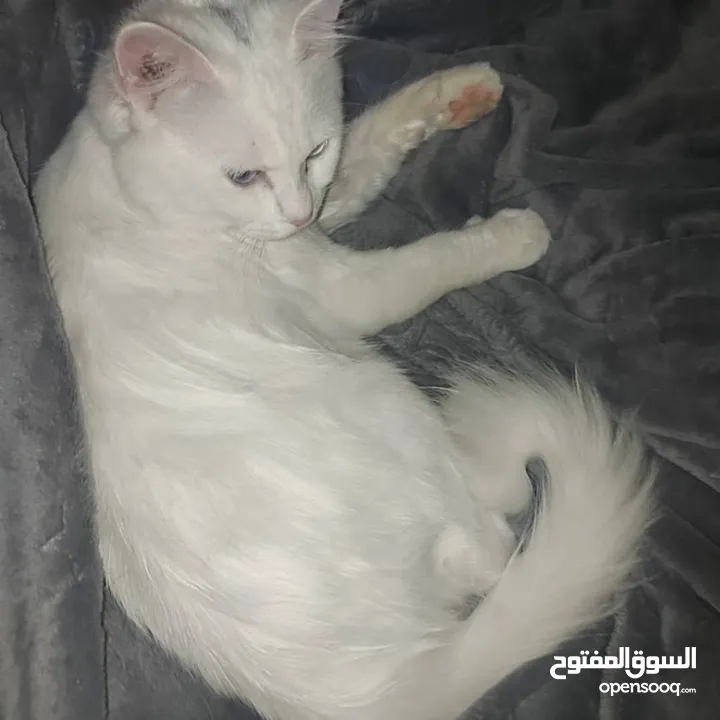 قطة شيرازية عمرها 8 شهور