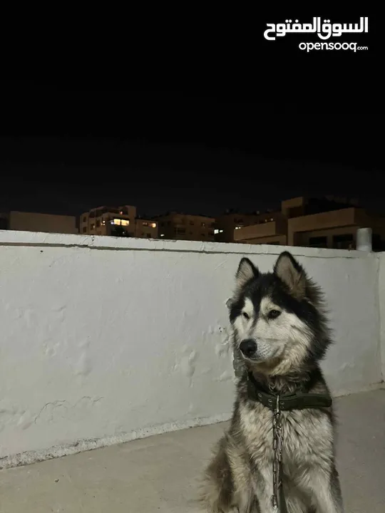 هاسكي لعوب واليف