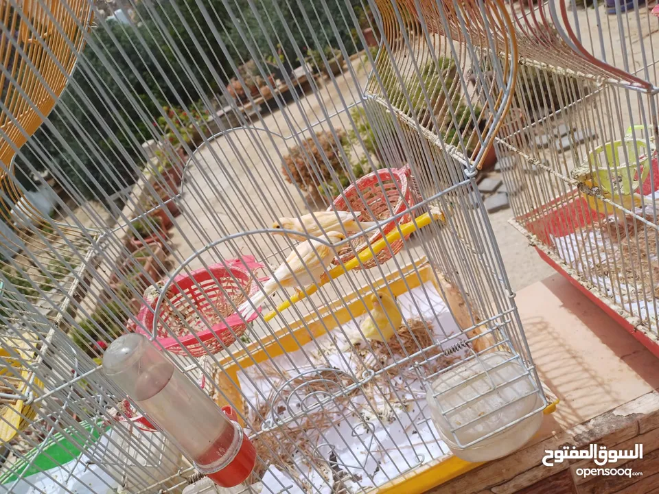 عصافير كنار للبيع جواز جاهزه في  اشي مع بيض واشي مش مع بيض وفي فراخ صغار جواز