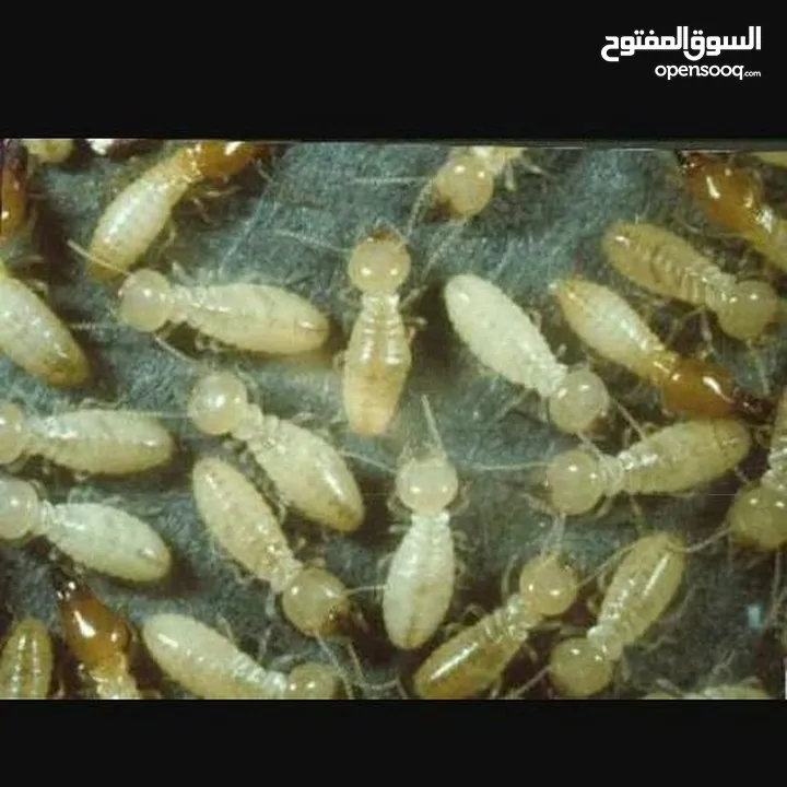 مكافحة جميع انواع الحشرات والقوارض وتعقيم المواقع ومكافحة الصراصير الالمانيه في المطبخ والمصارف