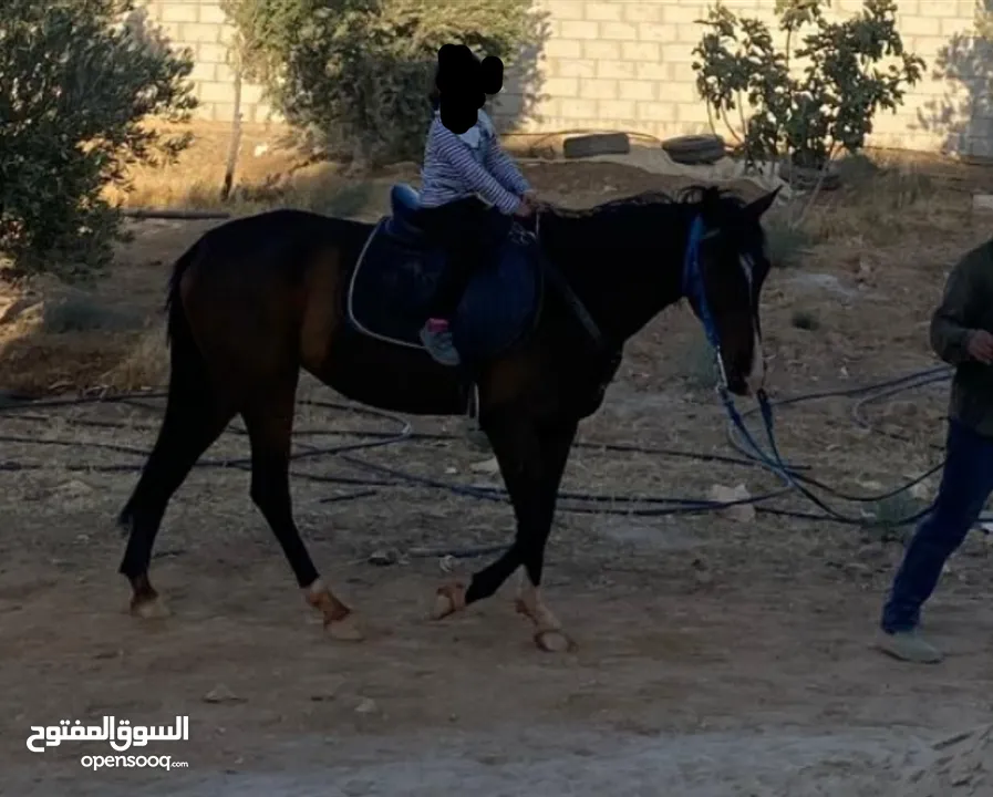 مهرة للبيع
