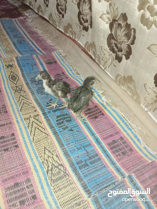 صيصان باكستاني اصلي