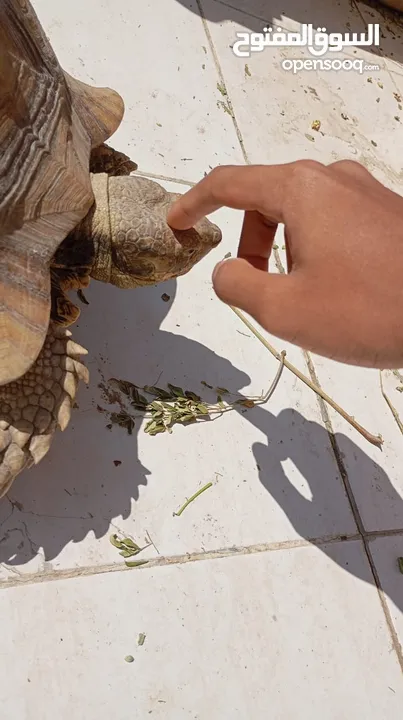 سلحفاة سولكاتا بري انثى 7 سنوات جميلة و بصحة جيدة ماشاءالله جاهزه يتزوج 7 years old female tortoise