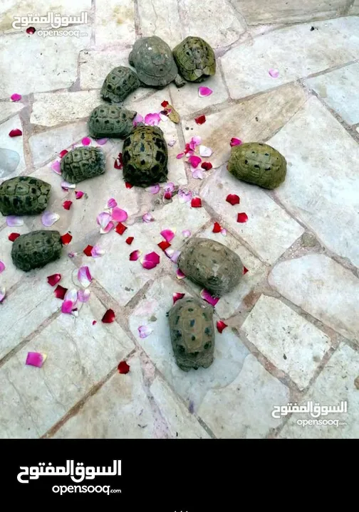 سلاحف عدد  8  حبات سعر الحبه 3د سحاب