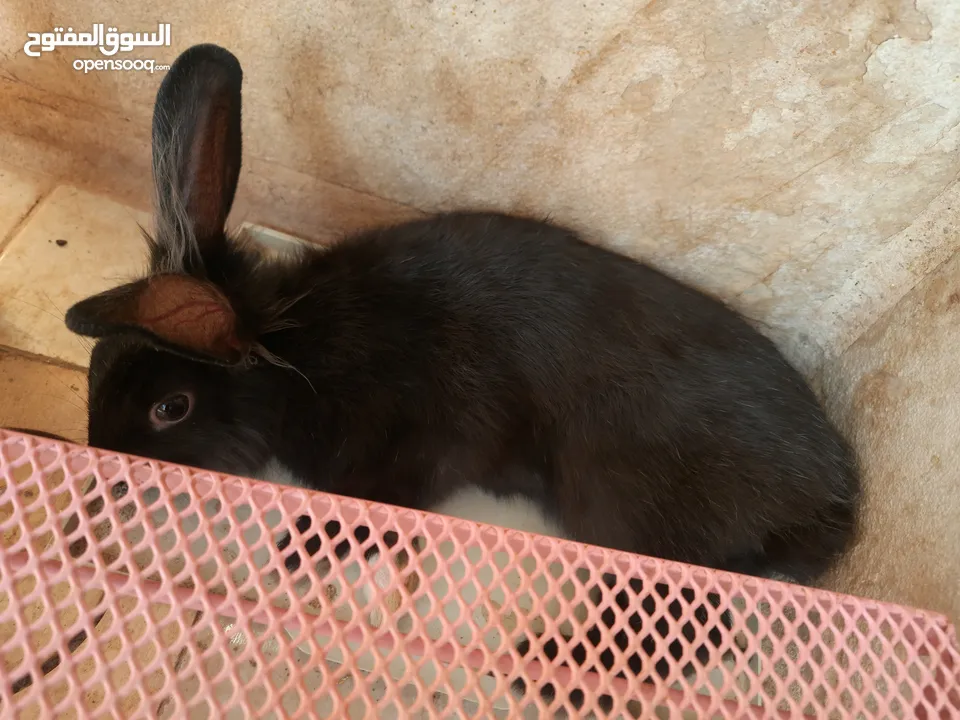 ارانب  lion head ذكور نوعهم راس الاسد Rabbits