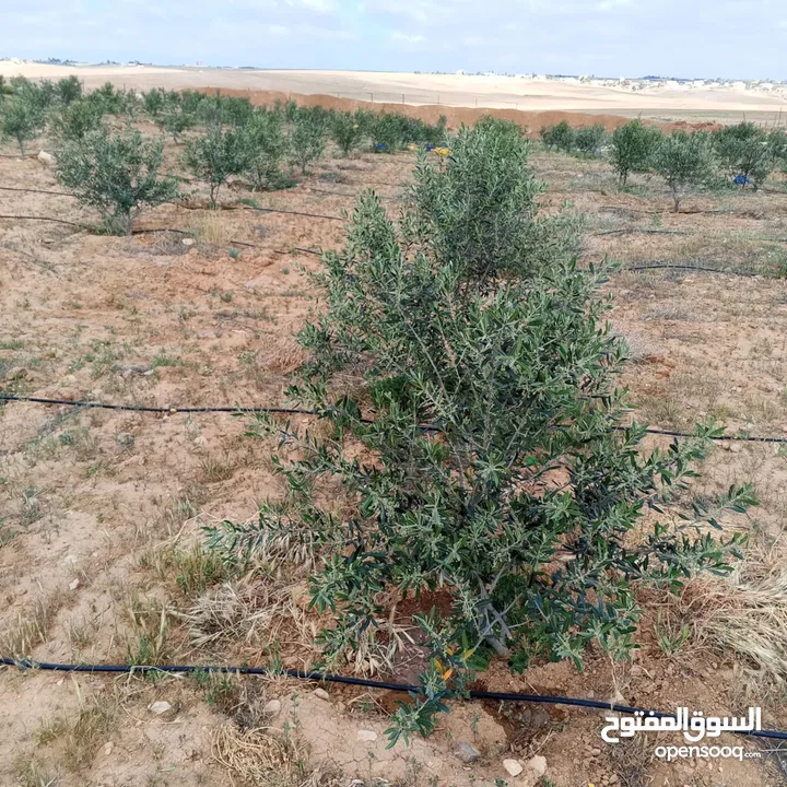 ارض للبيع  في الجميل أم رصاص    دنوم 8بسعر مغري