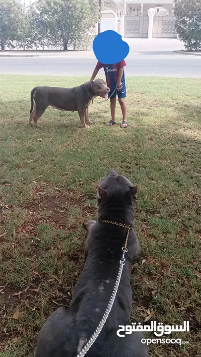 Basic dog training program