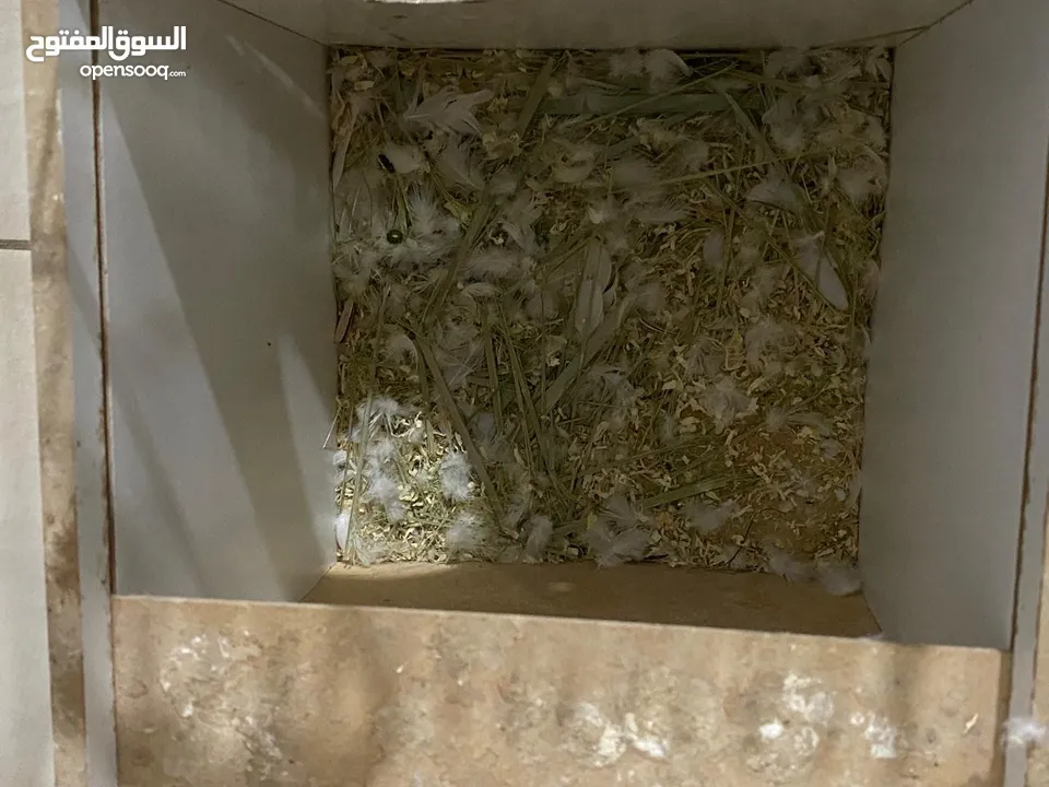 جوز روز البينو عين حمرا حبات جامبو بالصلاه على النبي الطيرة فل لامه قش وقريب تبيض ان شاءالله