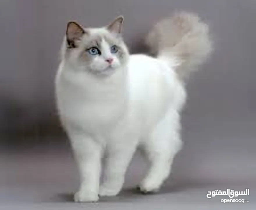 ذكر رغدول بيور  مع جوز اناثي للبيع