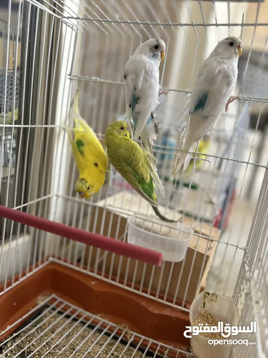 4 Birds ( Budgies) yellow and white