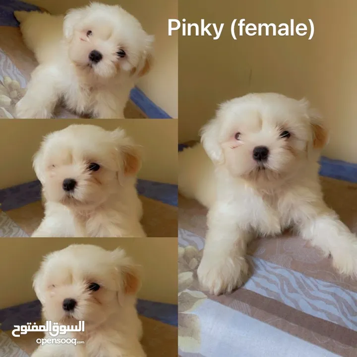 Shih Tzu puppies looking for new home