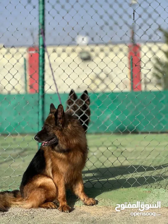 بــــــــسعر مغري سامويد وجيرمن