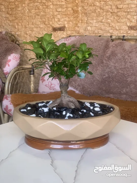 نبتة بونساي اليابانية الشهيرة