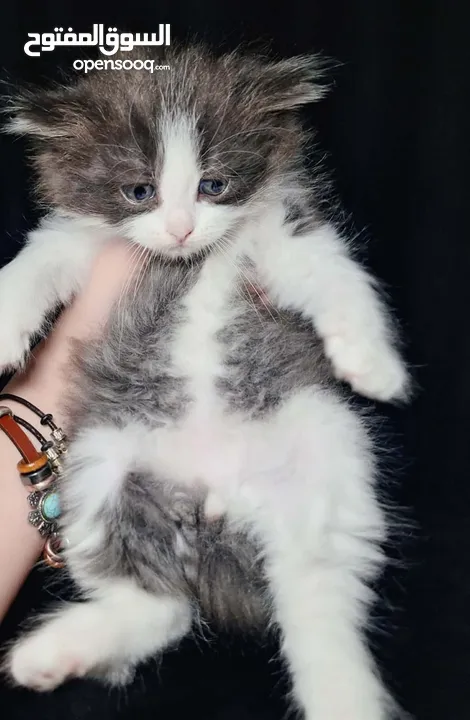 متوفر قطط راغدول عيون زرق  العمر شهرين