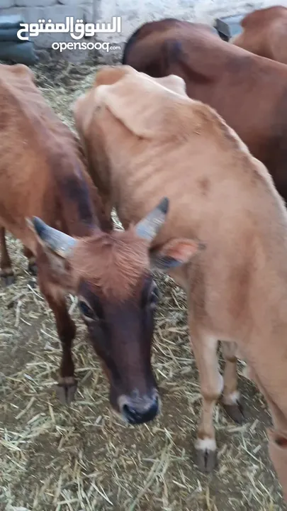 للبيع أبقار عمانية وجاعدة وكبش