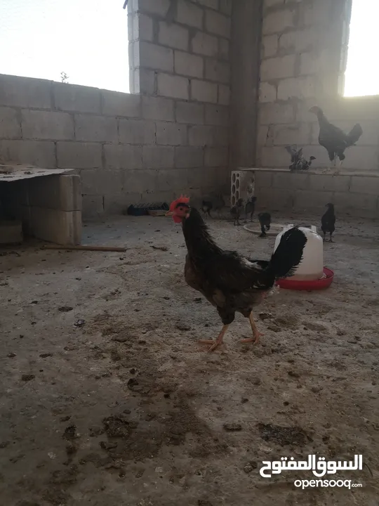 جاج بلدي للبيع