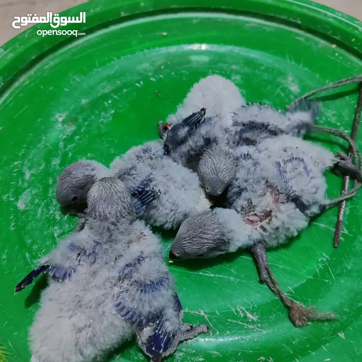 فراخ روز للزق اليدوي  وفراخ فيشر للزق اليدوي القراخ تحت اهلها الوان حلوة