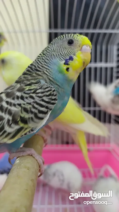 Ready to egg adult Budgies