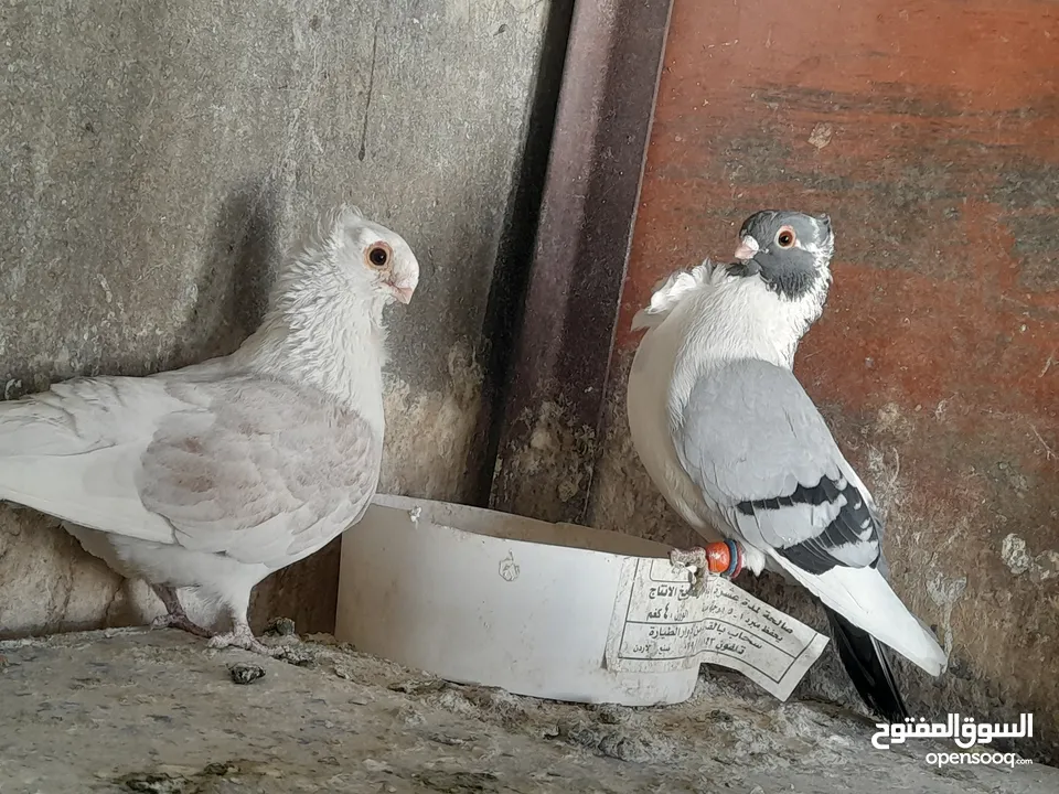 حمام للبيع