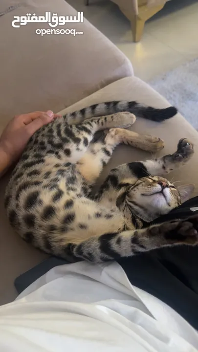 قط بنغال لعوب و جميل للتبني Bengal cat