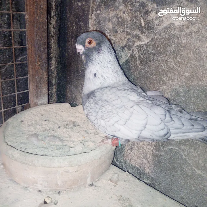 جواز نخب بالصلاة على النبي