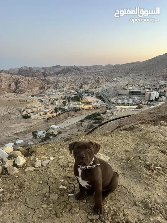 جرو بيتبول بيور
