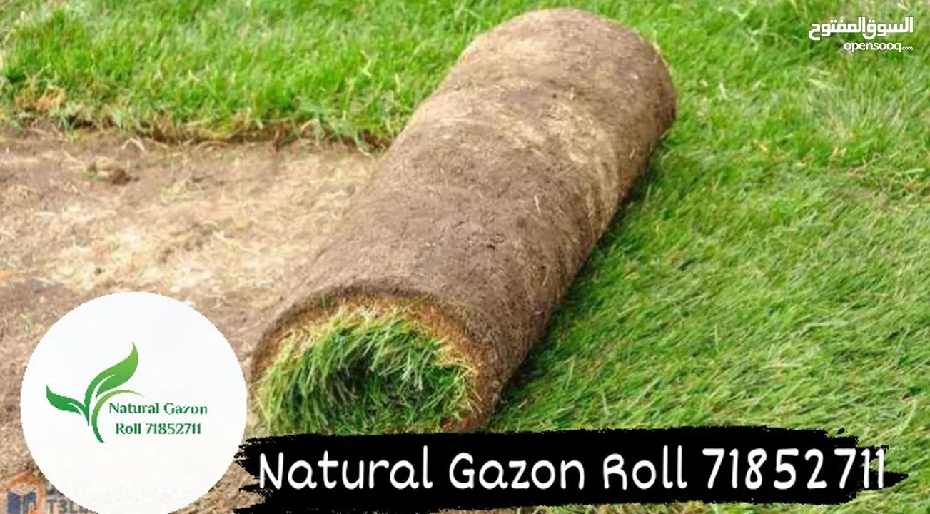 Natural gazon roll