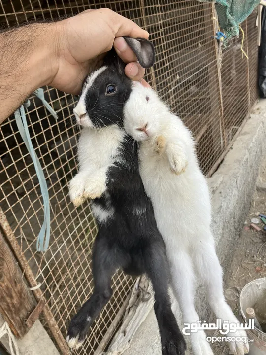 أرانب للبيع عمر 5شهور تقريباً