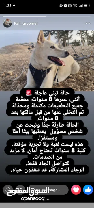 مكس هسكي بلدي. لتبني