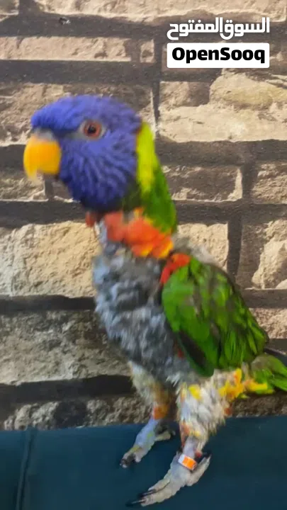 طير لوري رينبو