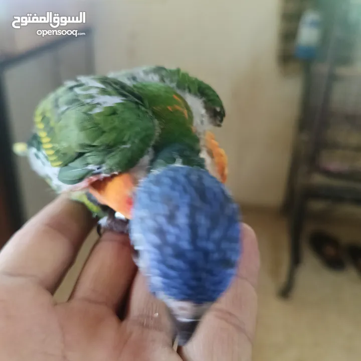 ماشاء الله لا قوة إلا بالله